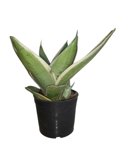 Sansevieria plant