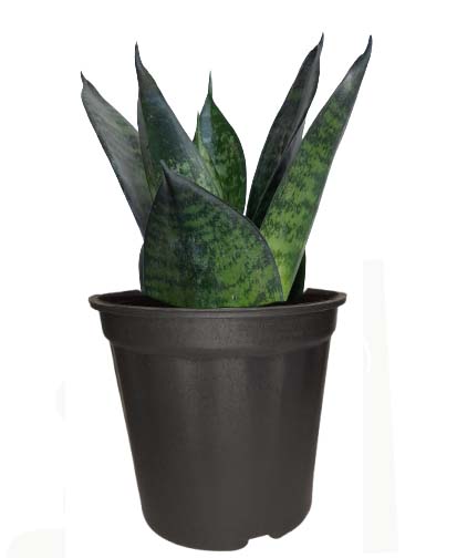 Snake Plant