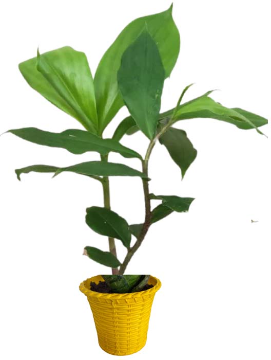 The insulin plant, scientifically known as Costus igneus