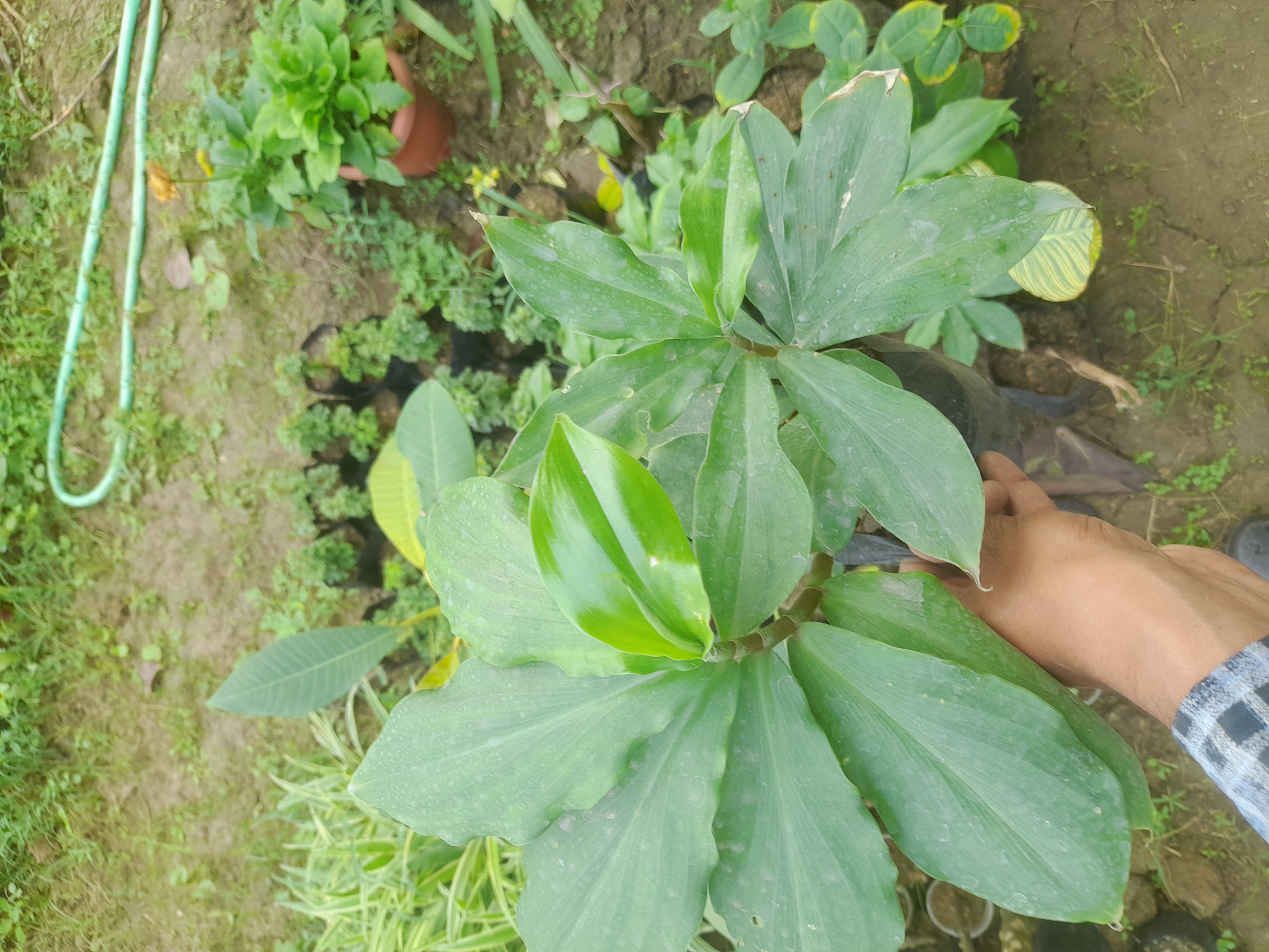 The insulin plant, scientifically known as Costus igneus