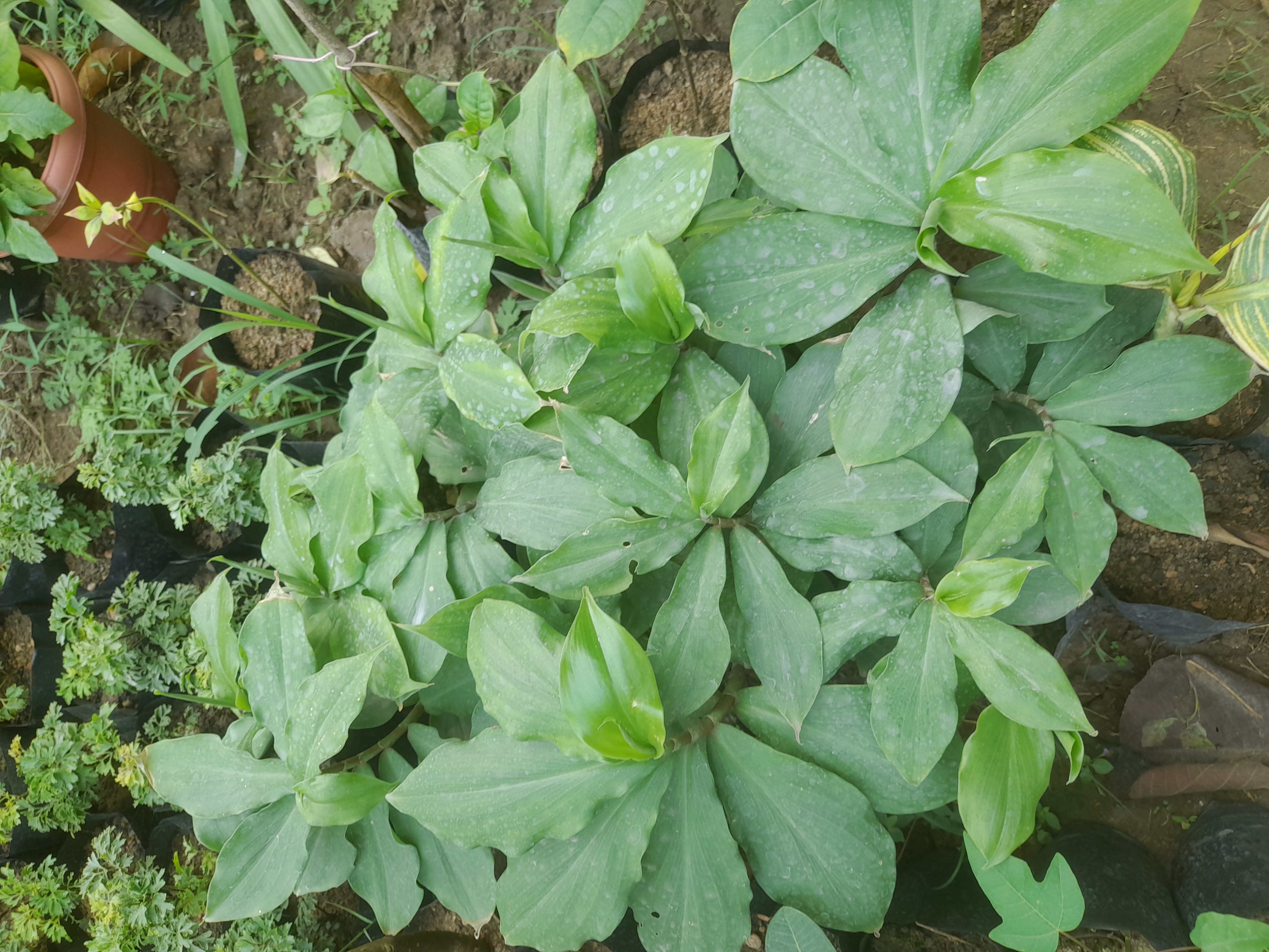 The insulin plant, scientifically known as Costus igneus