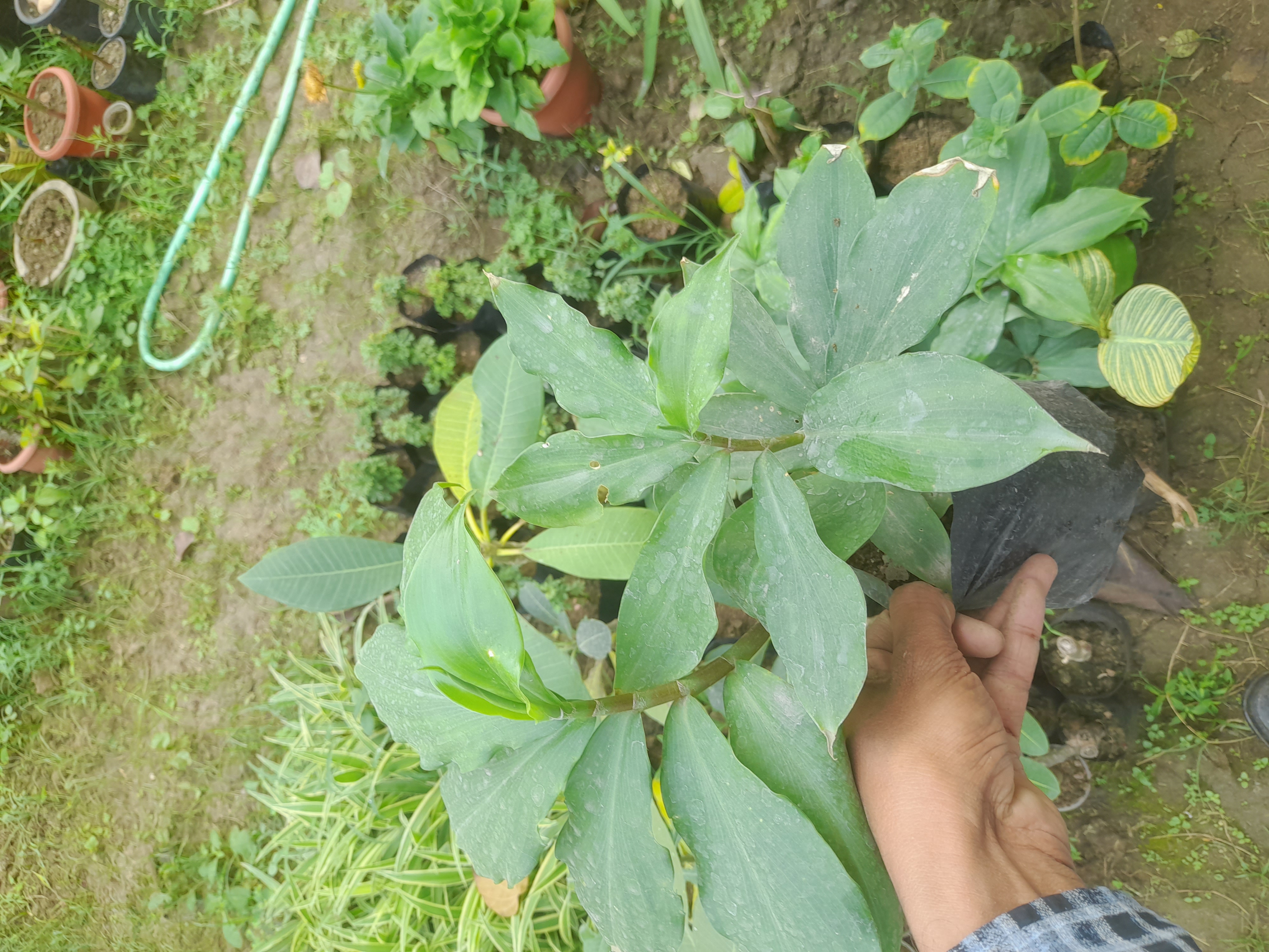 The insulin plant, scientifically known as Costus igneus