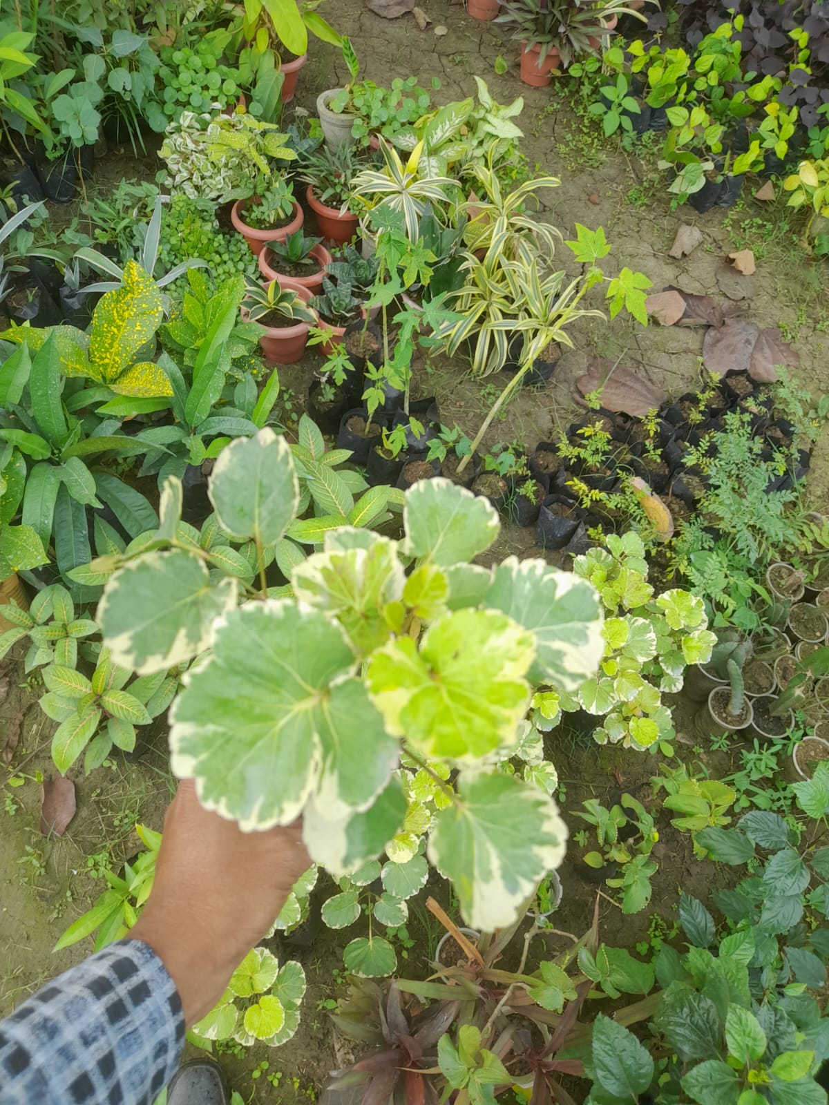 Variegated Arelia Plectranthus Plant