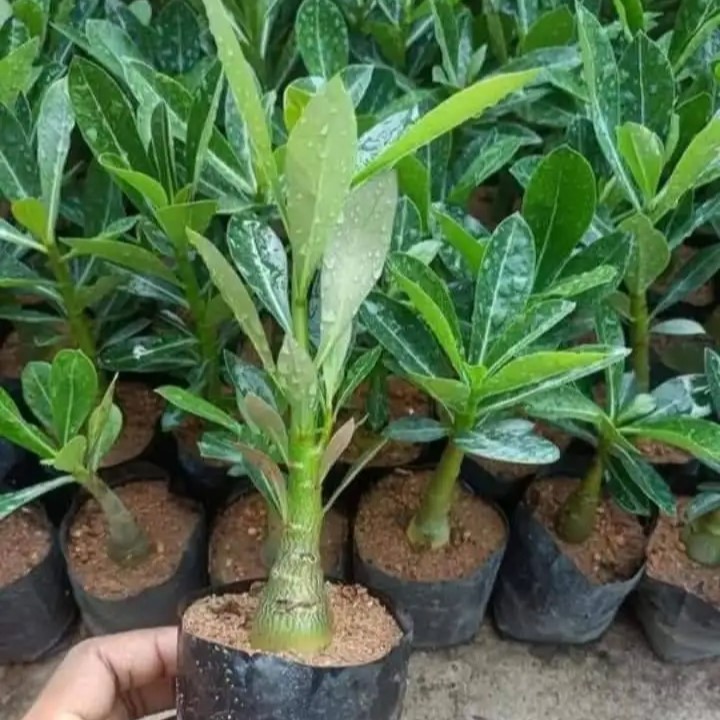 Desert Rose (Adenium)