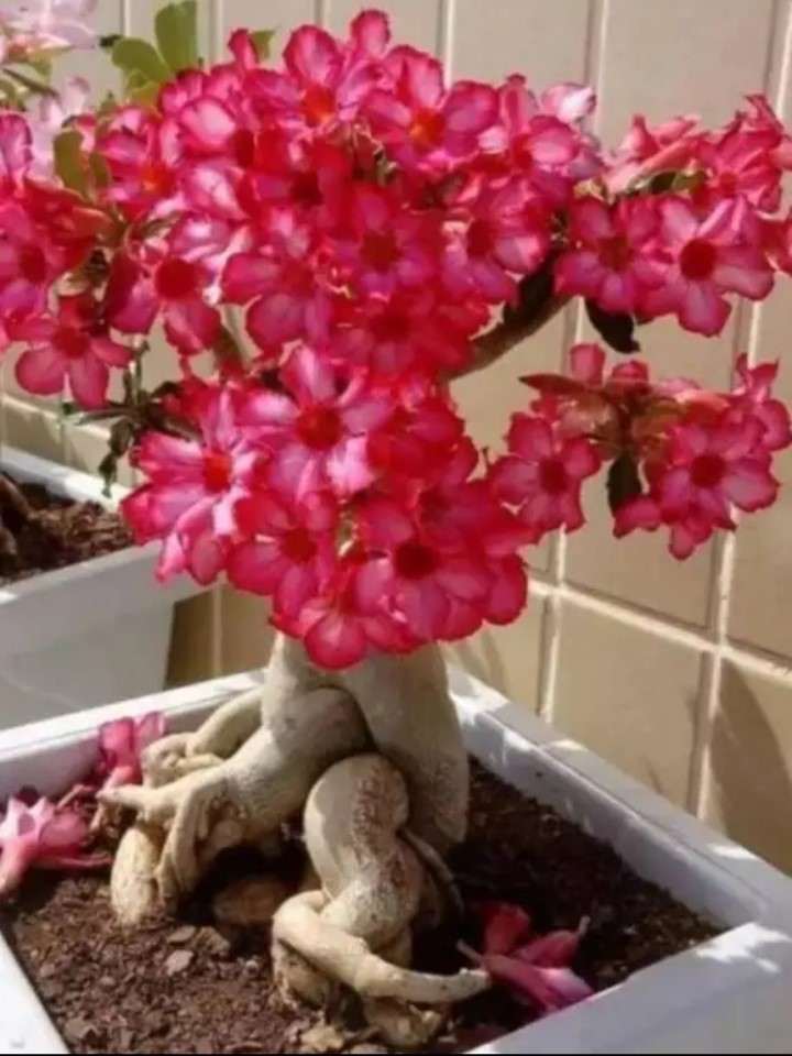 Desert Rose (Adenium)