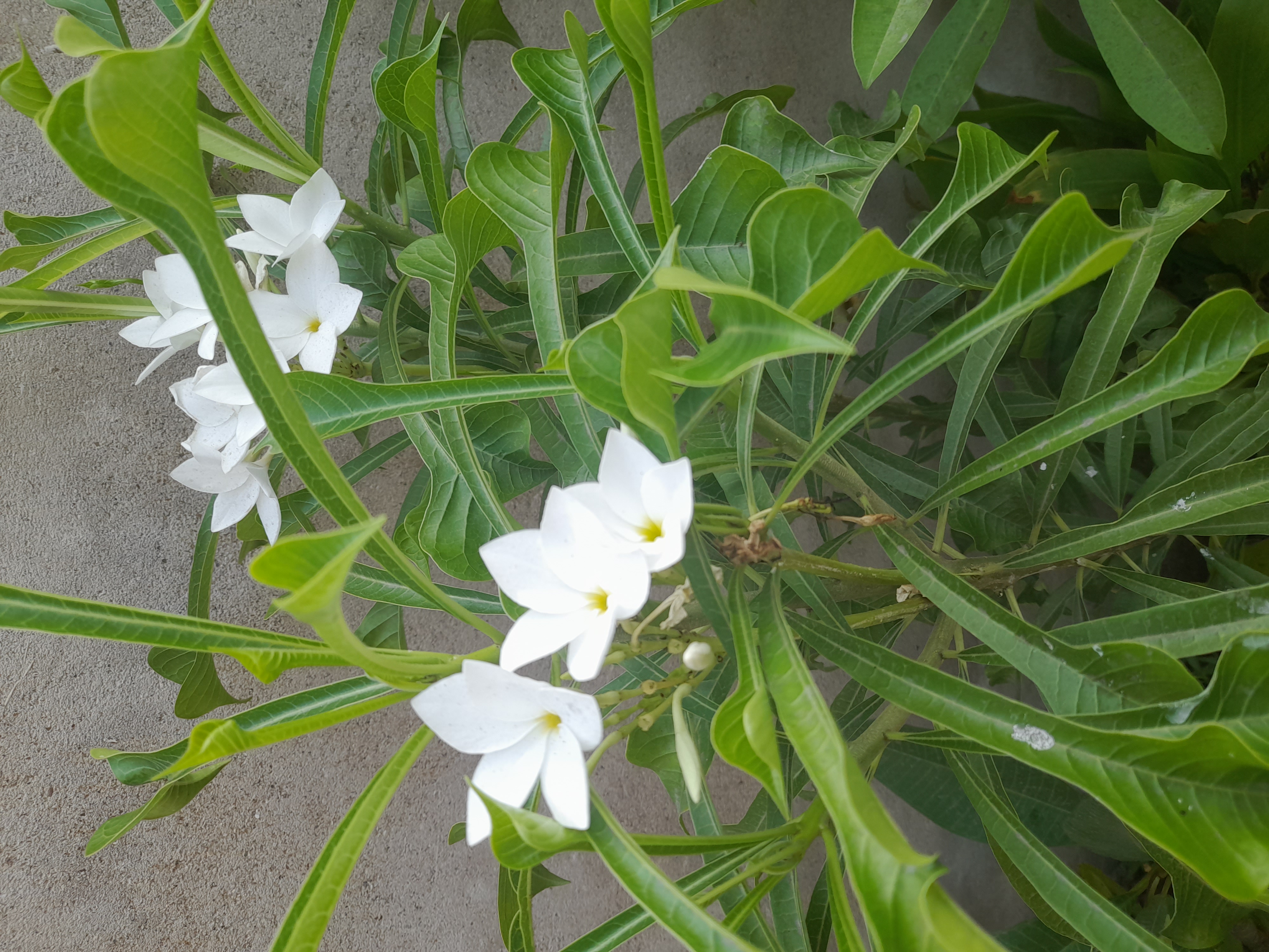 White nag champa plant (Plumeria Pudica)