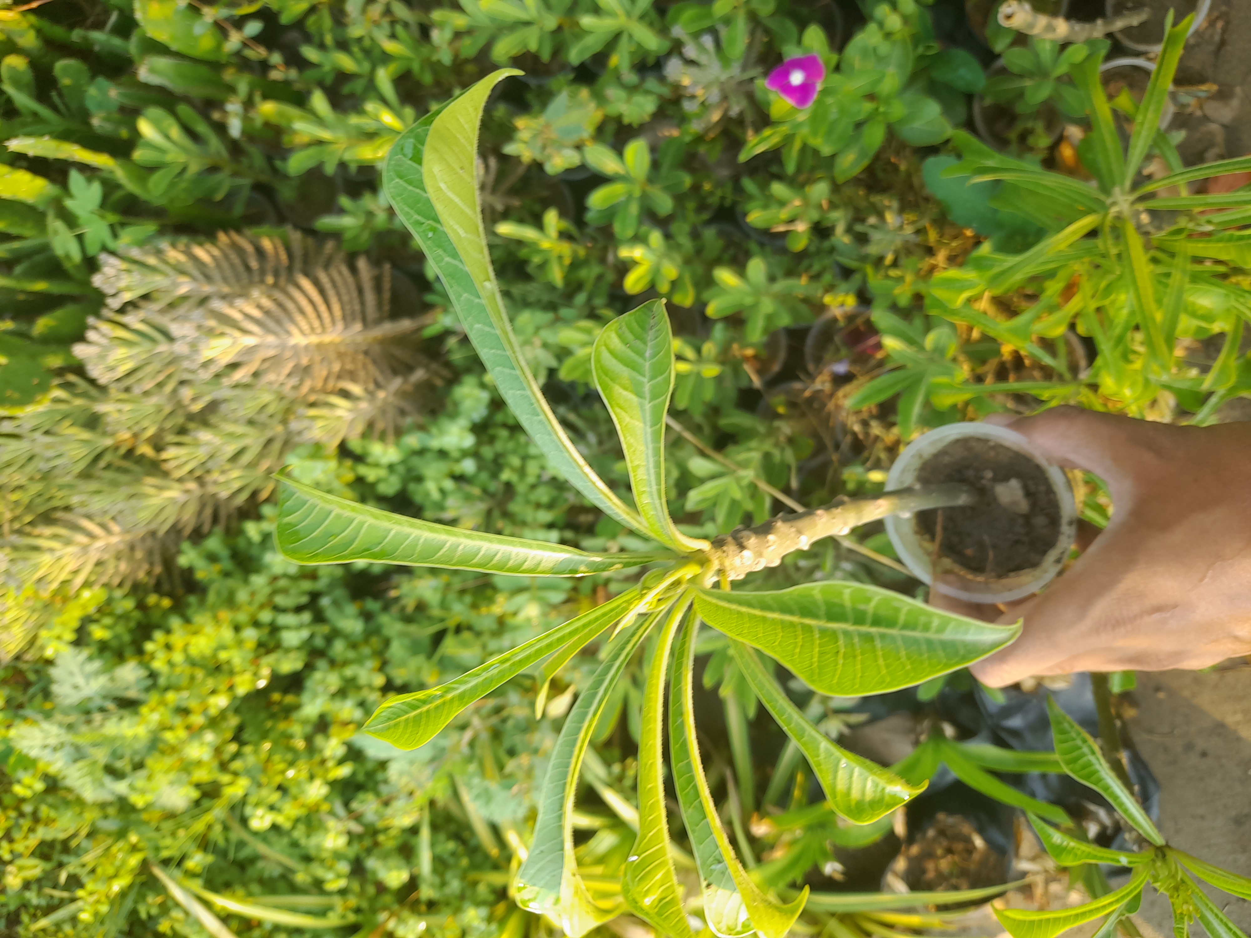 White nag champa plant (Plumeria Pudica)