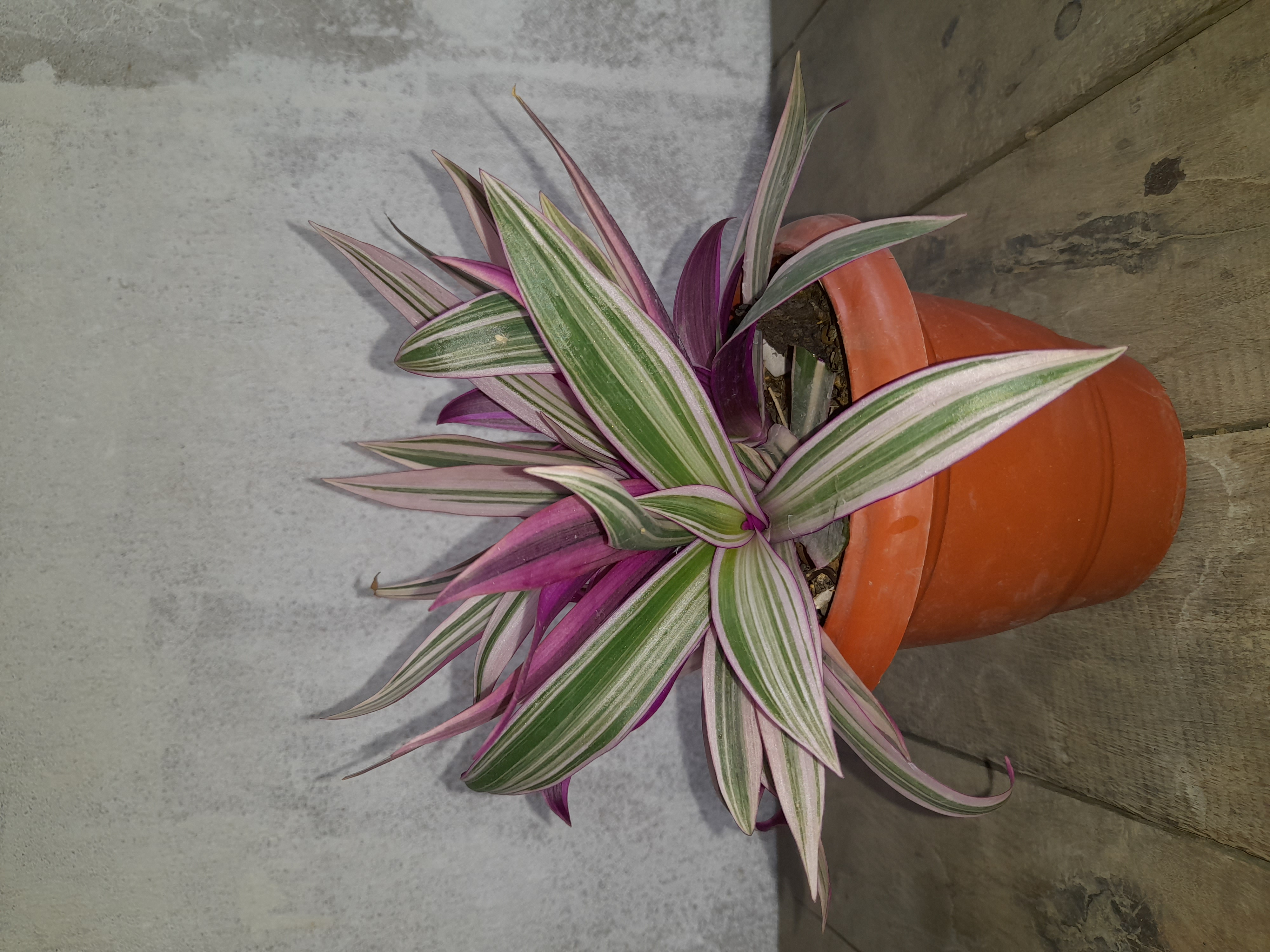 Potted Purple Heart Plant
