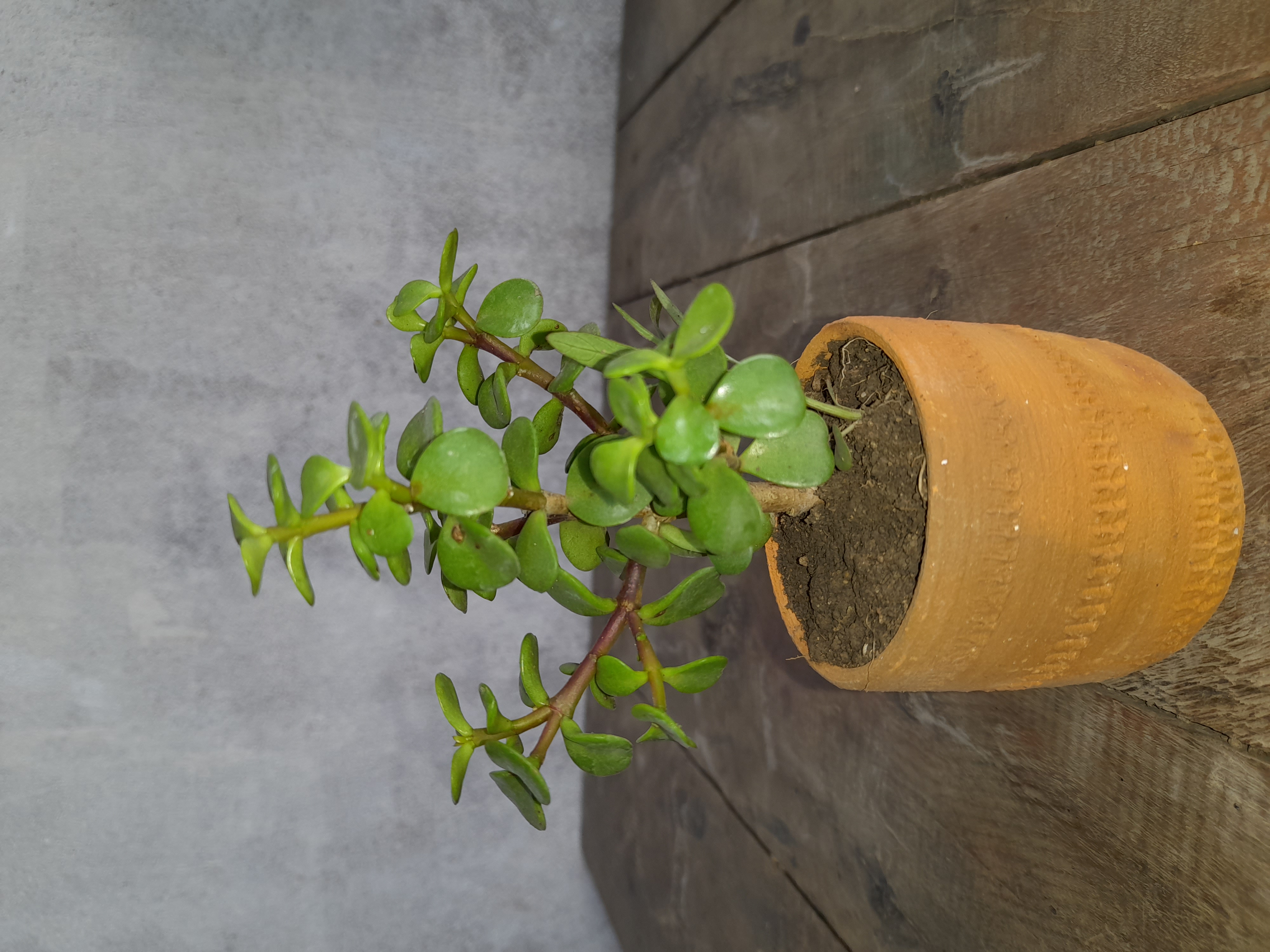 Potted Jade Plant