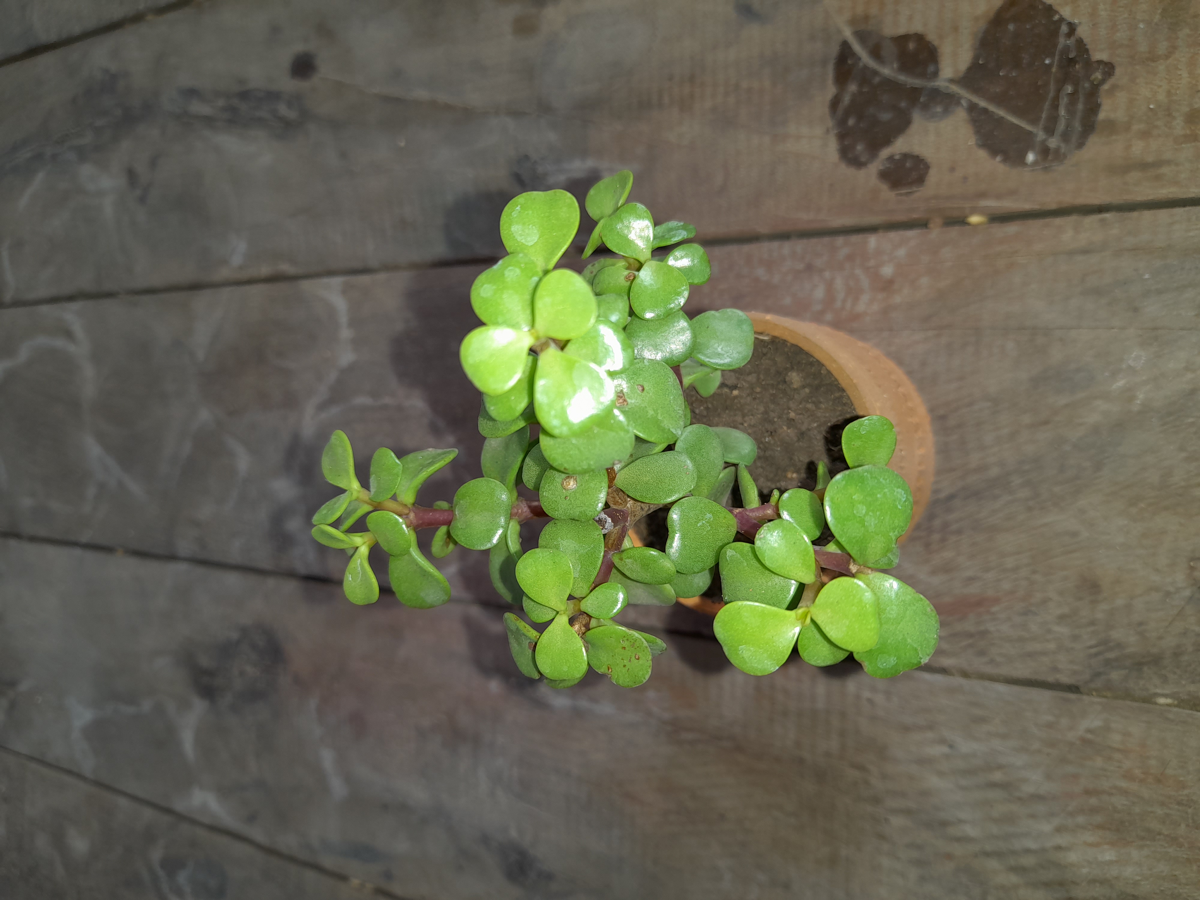 Potted Jade Plant