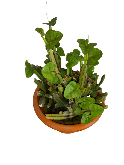 Potted Hadjod (Quardiangularis) Succulent Plant