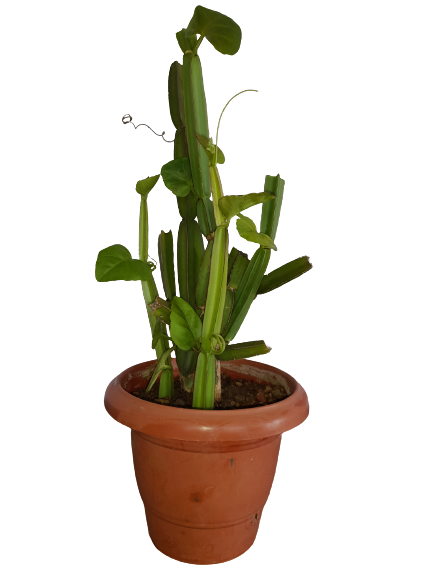 Potted Hadjod (Quardiangularis) Succulent Plant