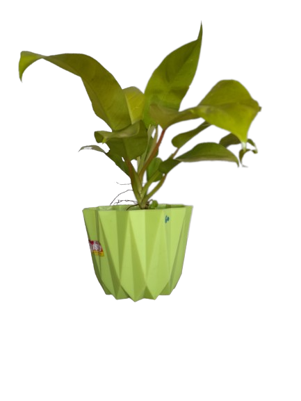 Potted Philodendron Golden Green Plant