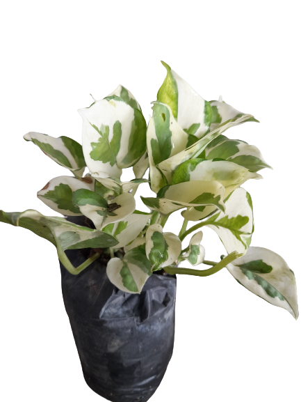 Variegated Marble Money Plant, Pothos Plant