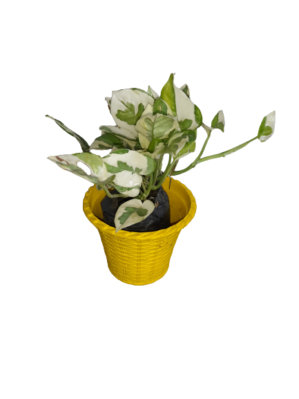 Variegated Marble Money Plant, Pothos Plant