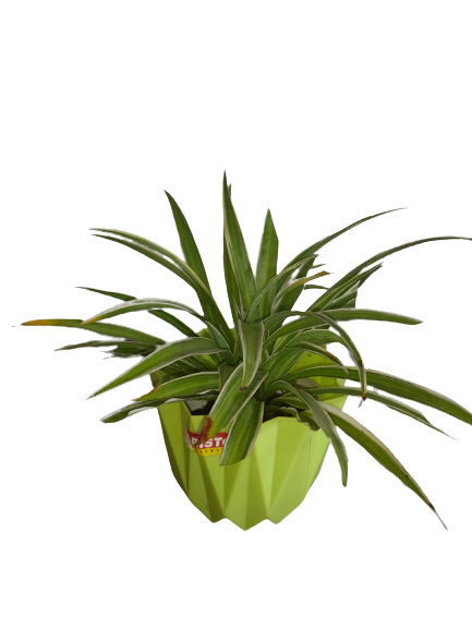 Indoor Spider Plant in Nursery Pot