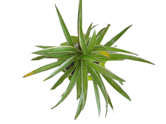 Indoor Spider Plant in Nursery Pot