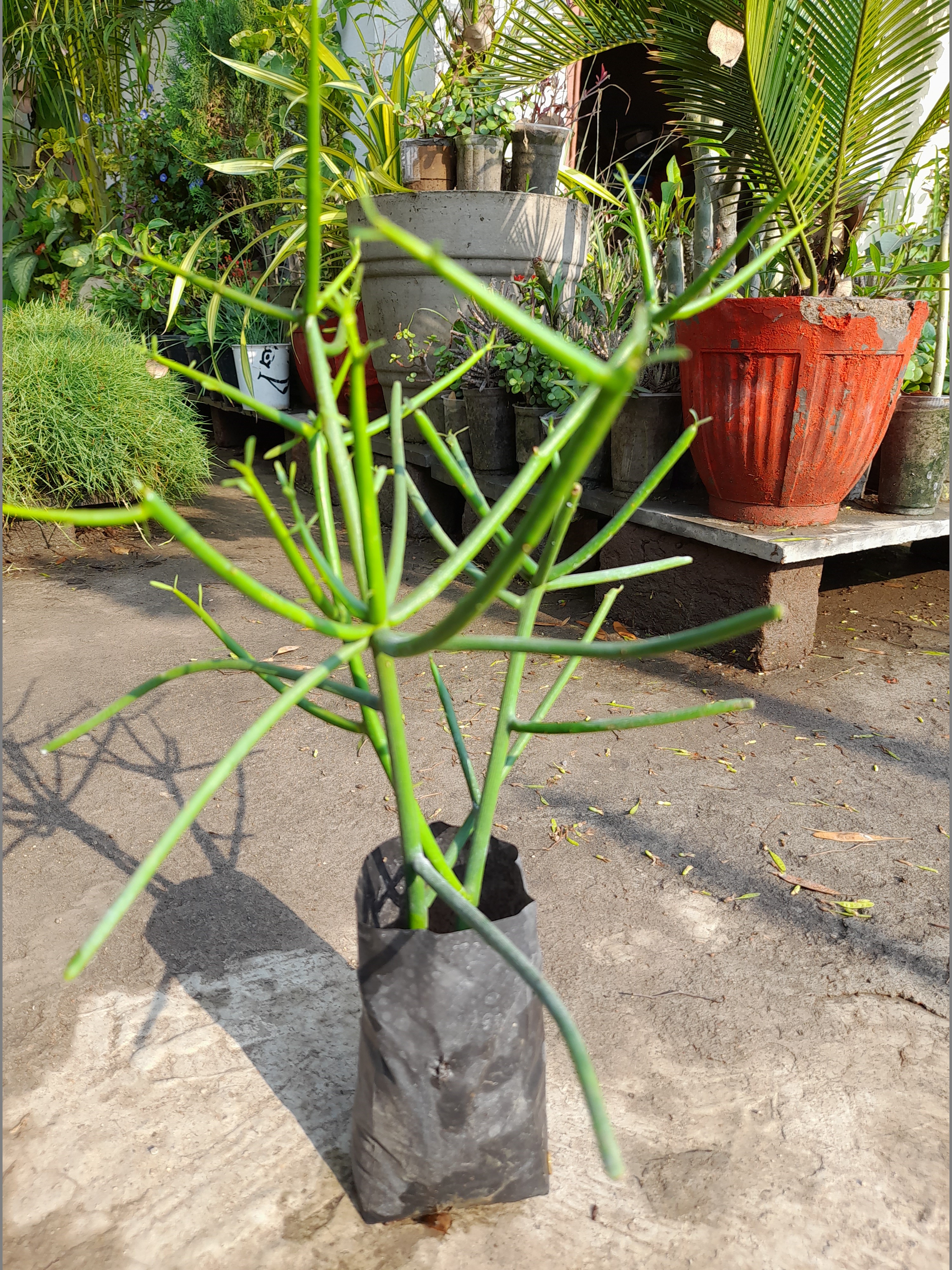 Succulent Plant (Pencil Cactus)