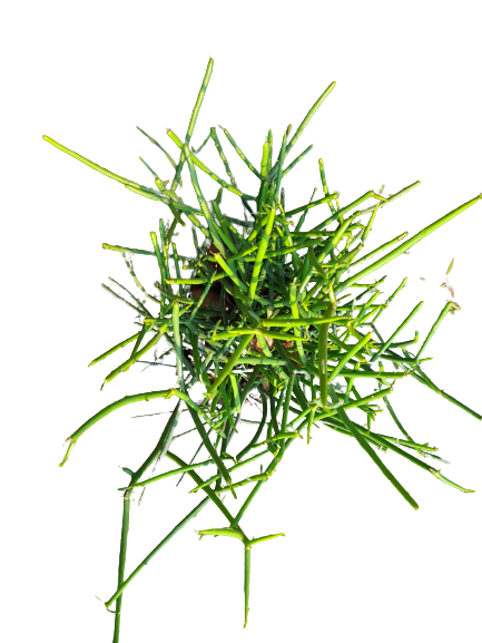 Succulent Plant (Pencil Cactus)