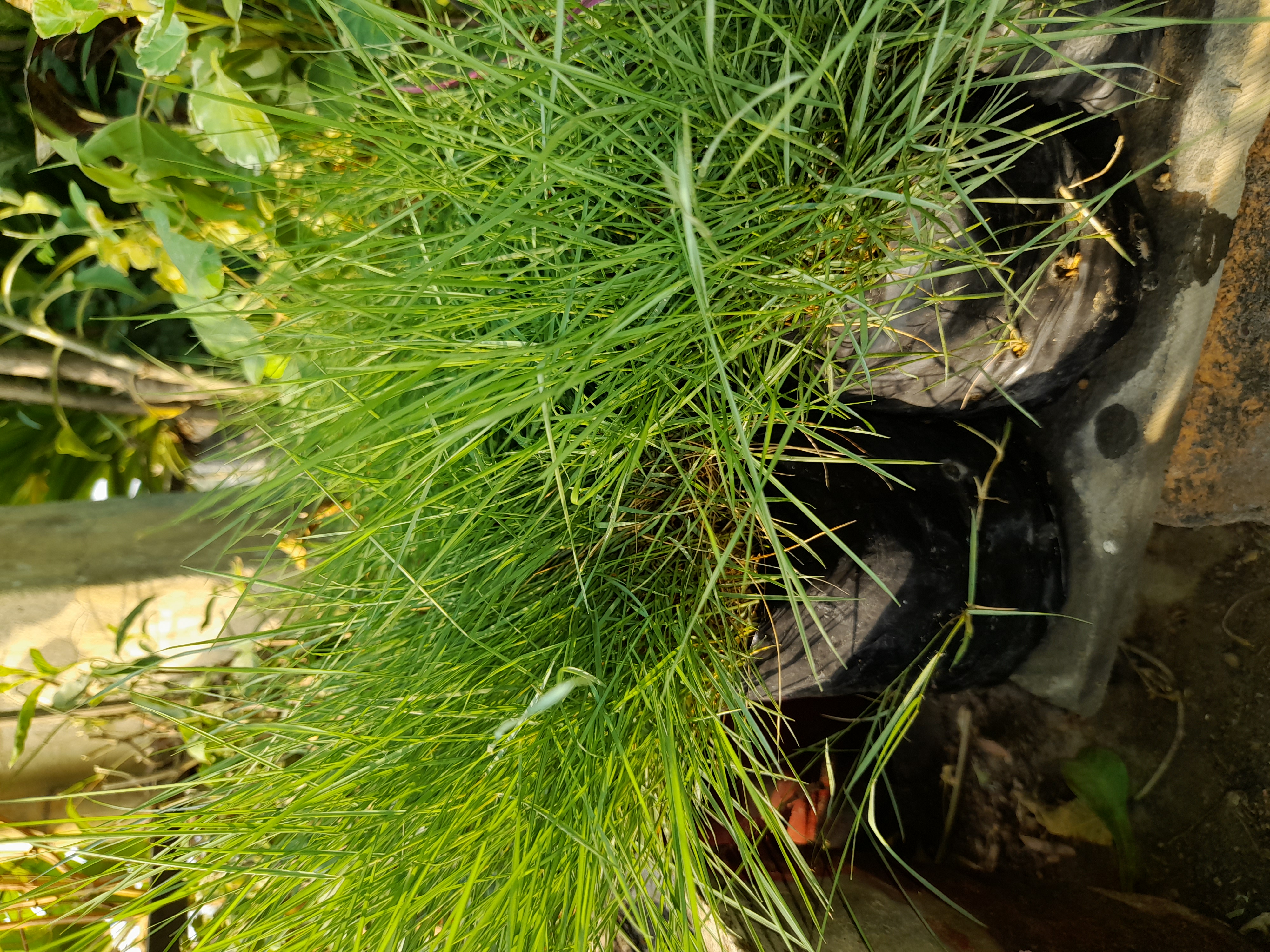 Potted Selection 1 Grass Plant