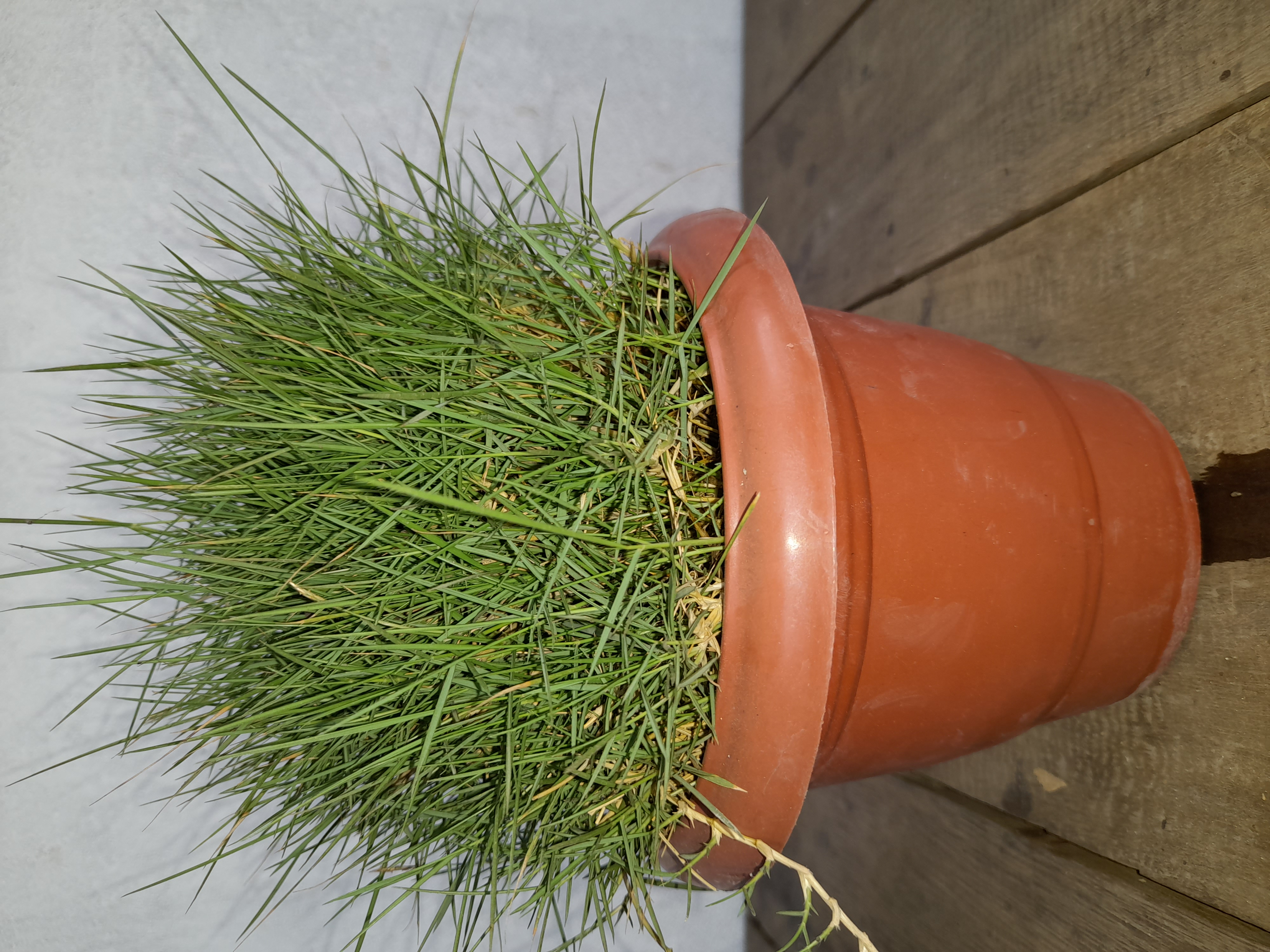 Potted Selection 1 Grass Plant