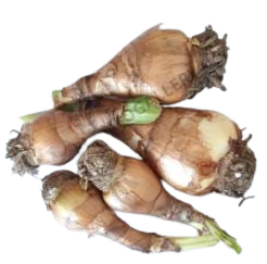 Spider Lily Plant Bulb 2pcs Bulb pack