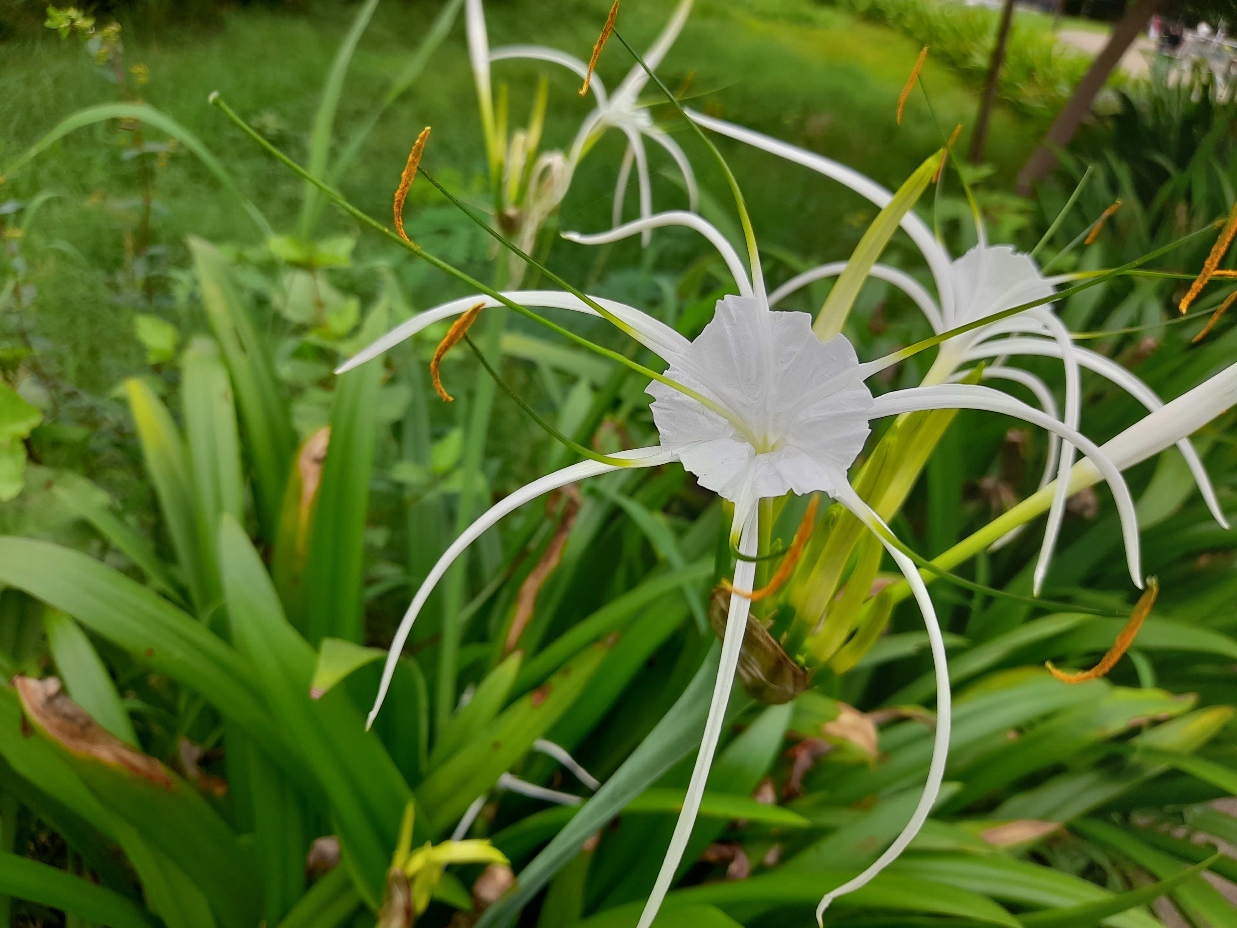 Spider Lily Plant Bulb 2pcs Bulb pack