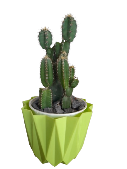 Green Cactus in black Nursery Planter