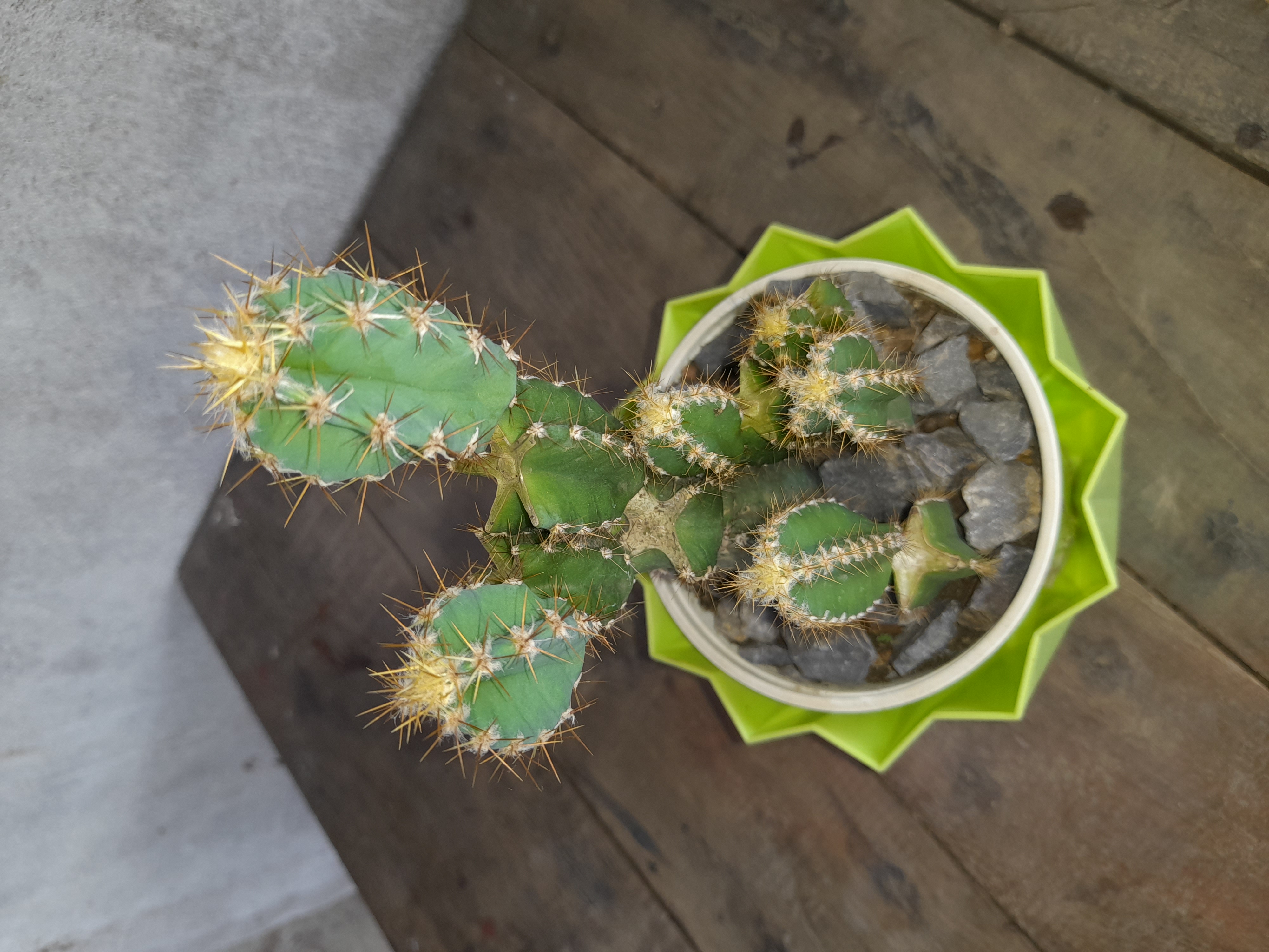 Green Cactus in black Nursery Planter