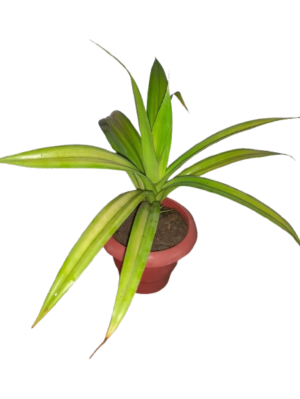 Potted Green Pandanous Plant  in 3 inch black Nursery Pot