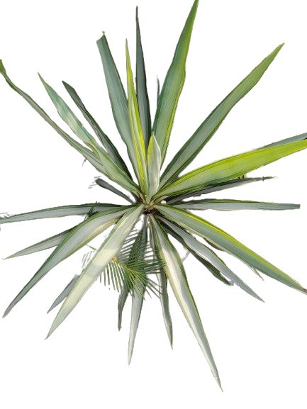 Yucca Plant in 3inch Nursey Pot