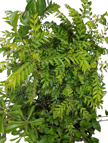 Curry Leaf Plant