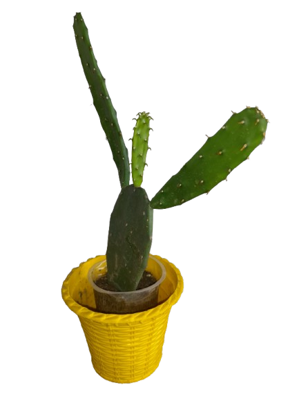 Cactus Plant in Black Nursey Pot