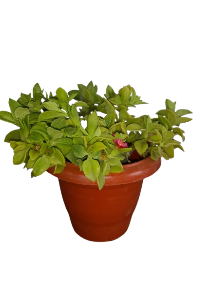 Potted Baby Sun Rose in 3inch black nursery pot Succulent Plant