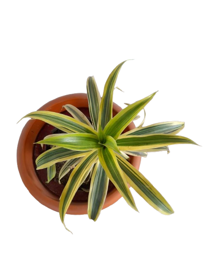Potted Songs of India Dracaena Plant in Nursery pot