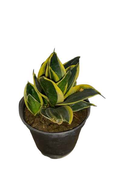 Dwarf Yellow Snake Plant in 3inch Nursery pot