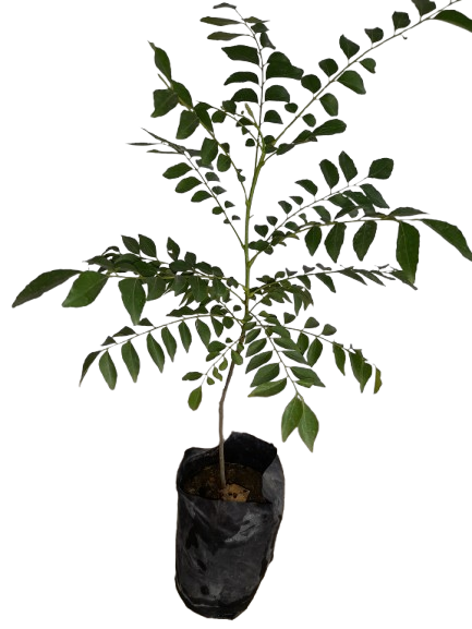 Curry Leaf Plant