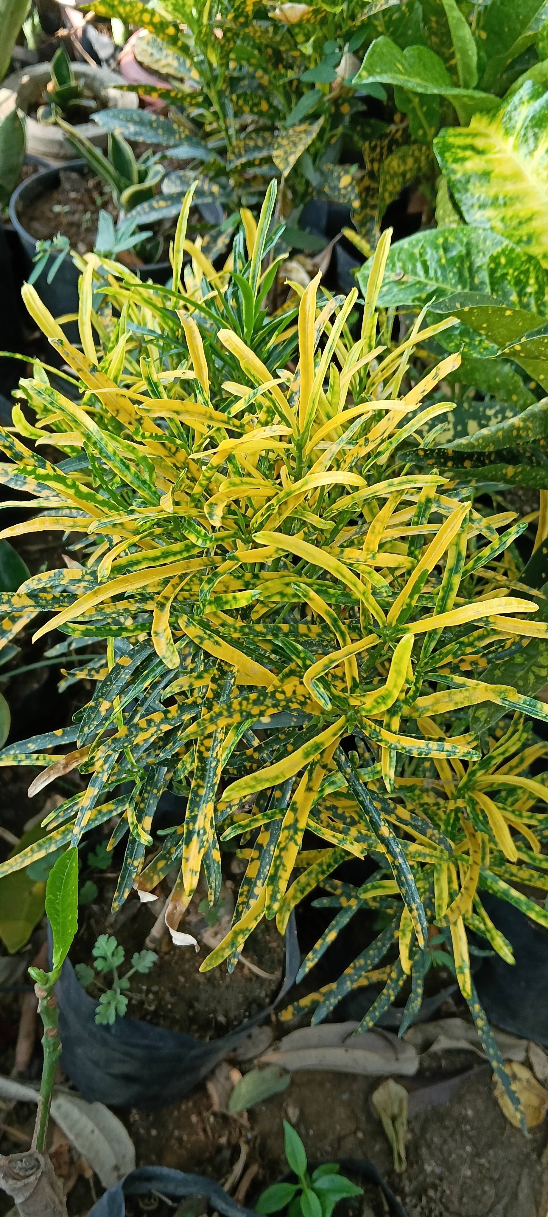 Variegated Croton Plant