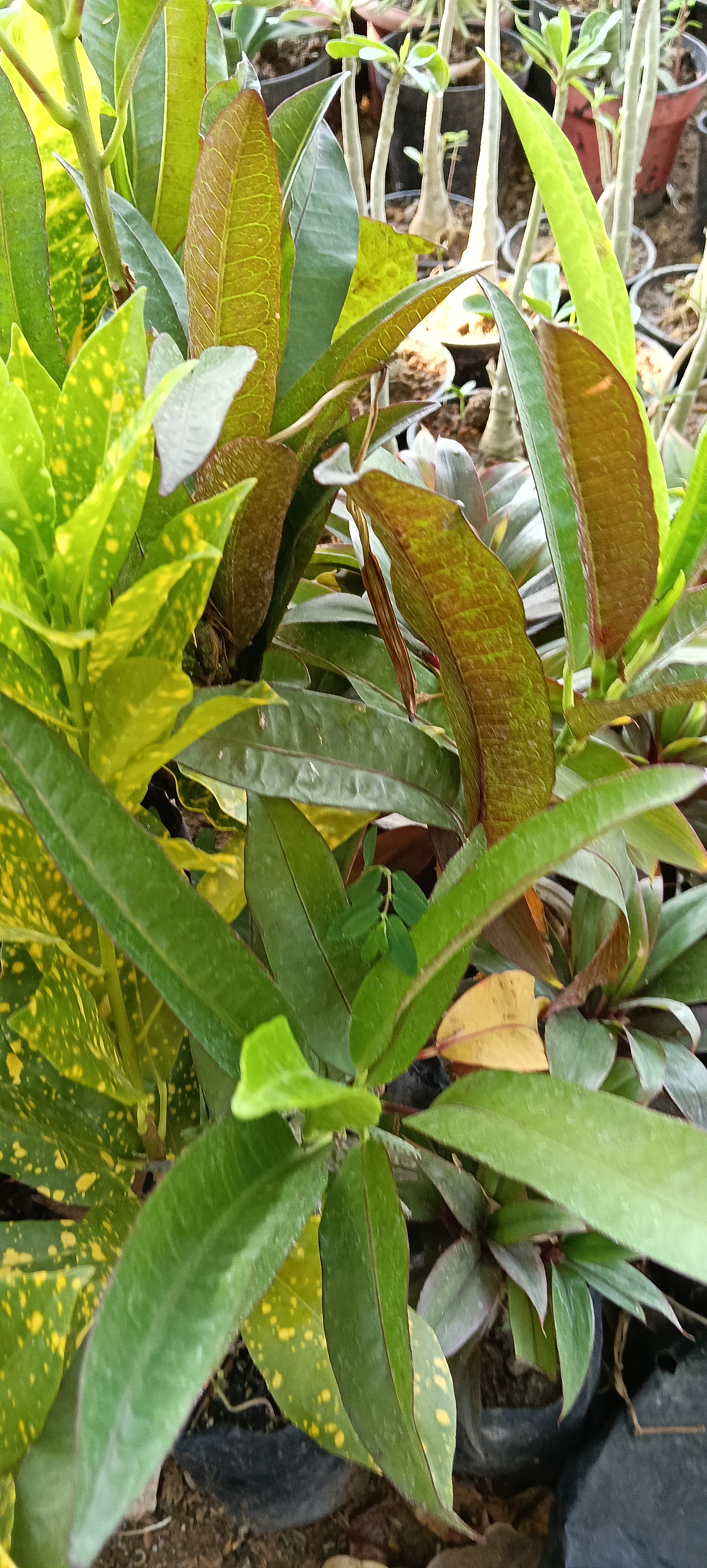 Variety of Potted Plants