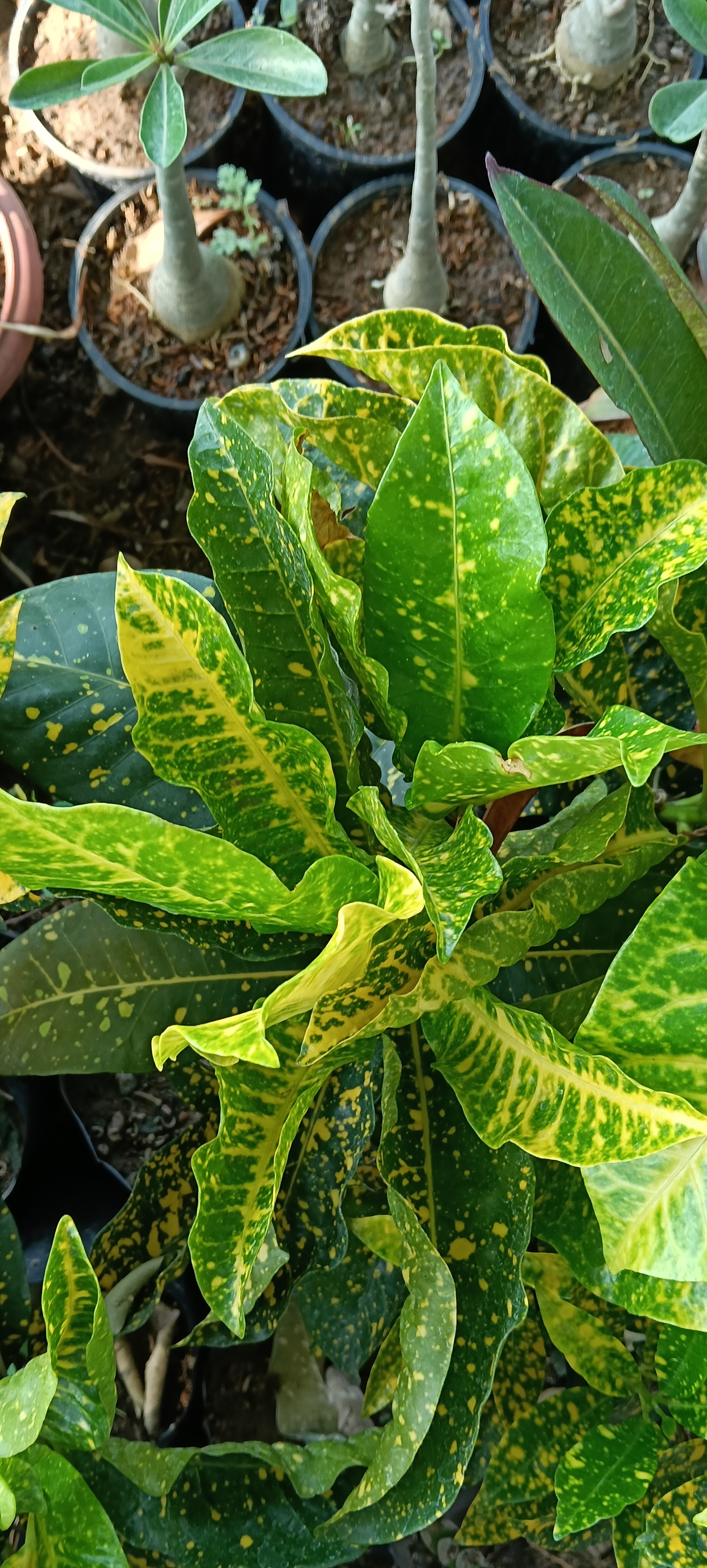 Variegated Croton Plant