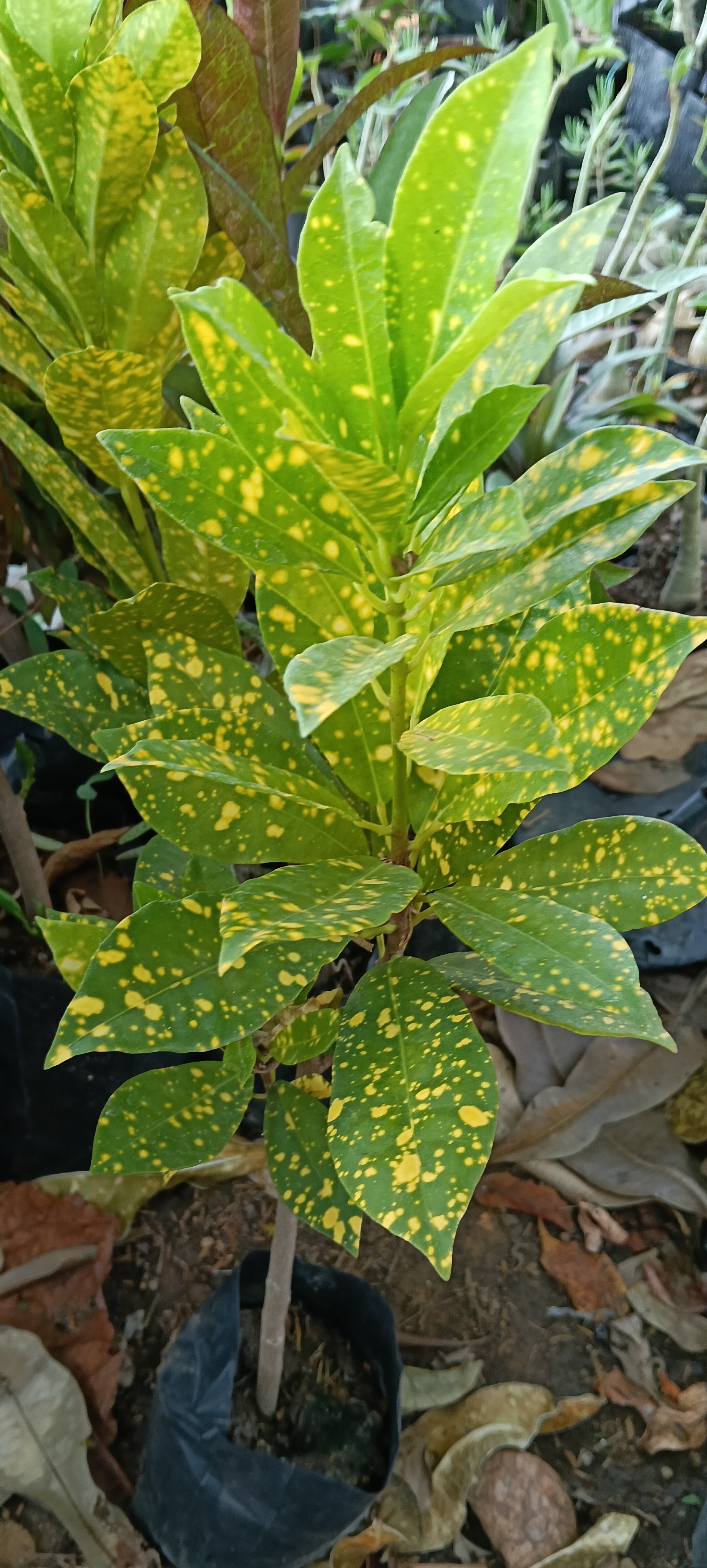 Variegated Croton Plant
