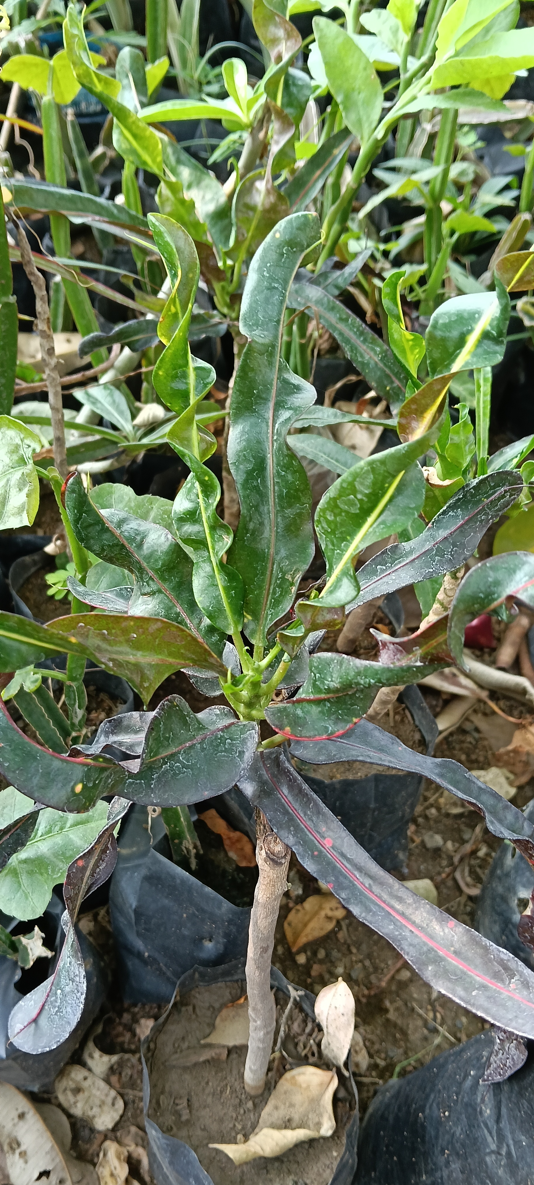 Potted screw croton Plant
