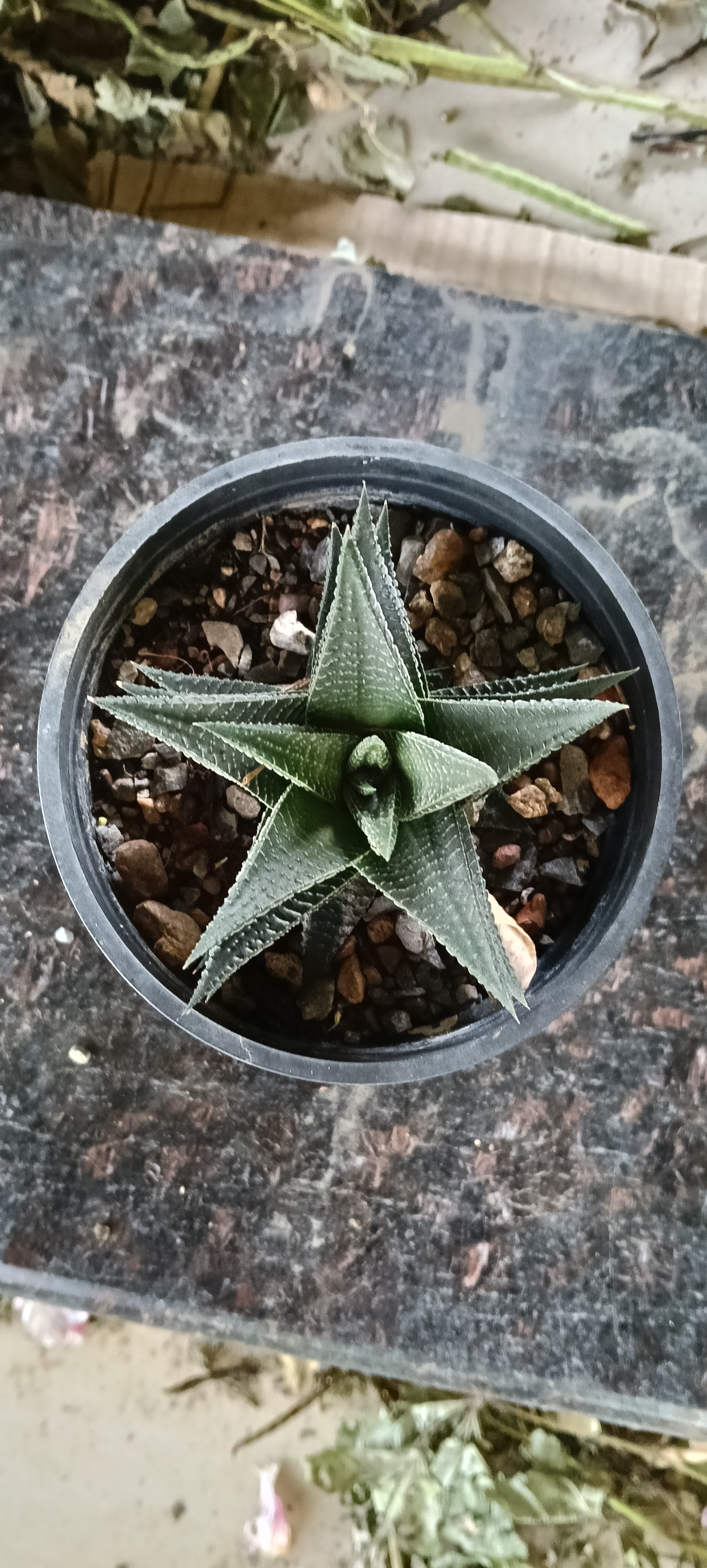 Haworthia, zebra cactus, pearl, star window, and cushion aloe,