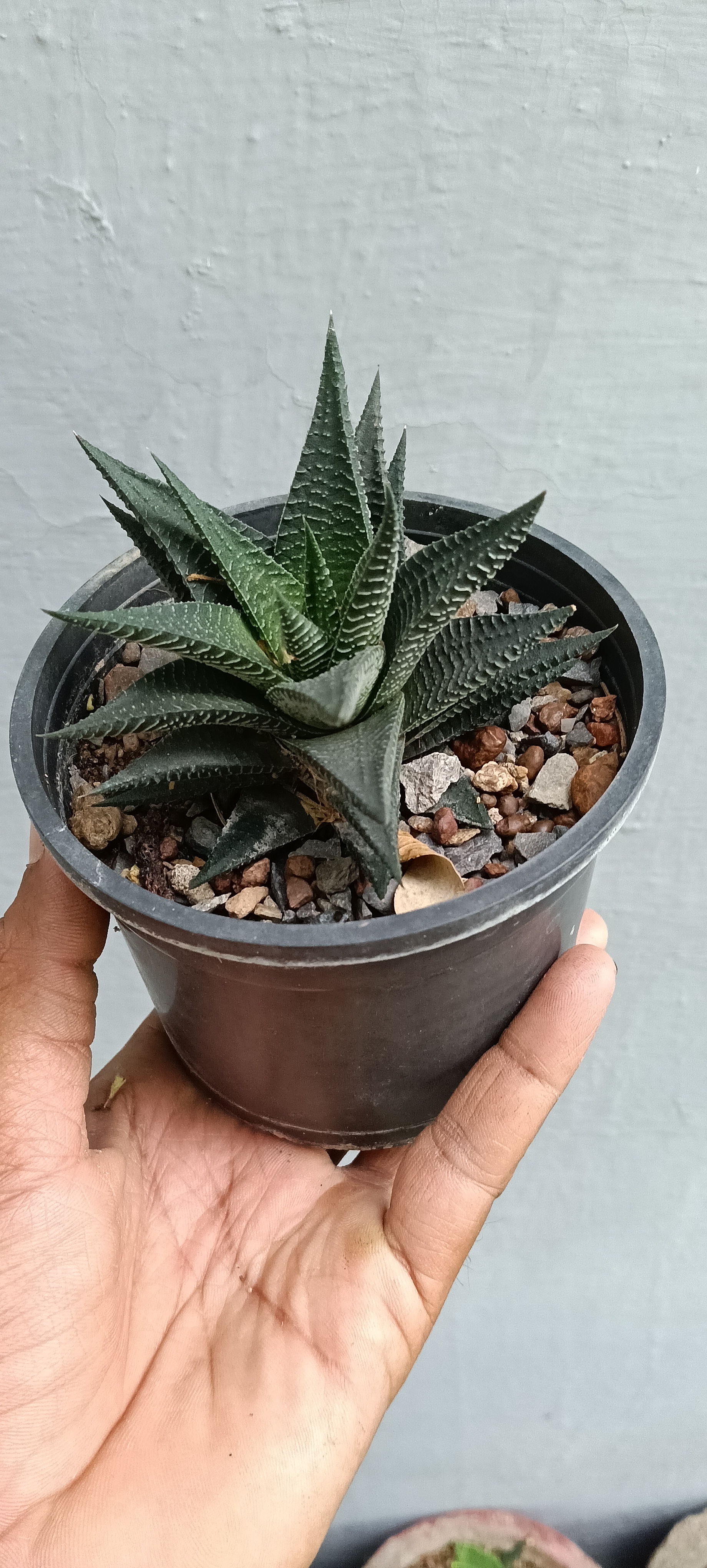 Haworthia, zebra cactus, pearl, star window, and cushion aloe,