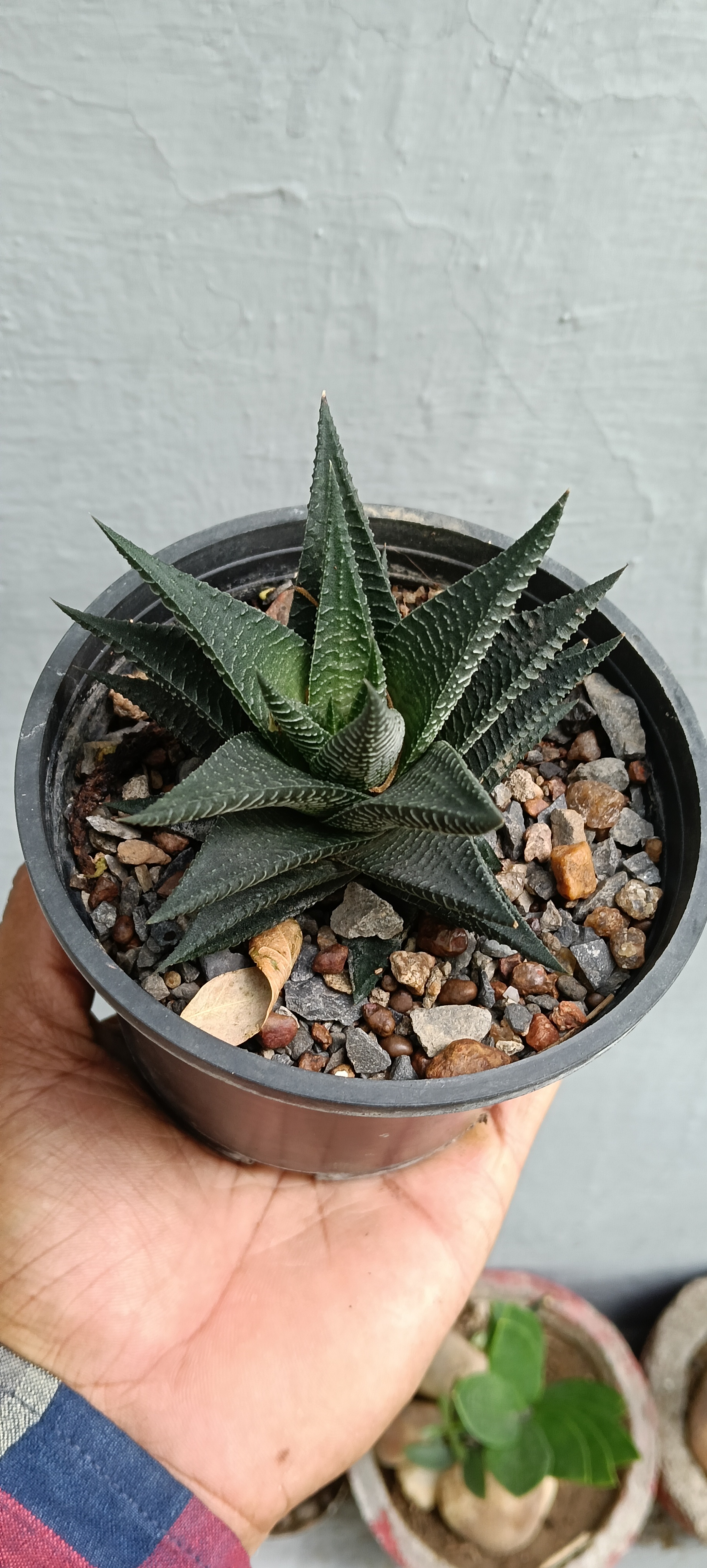 Haworthia, zebra cactus, pearl, star window, and cushion aloe,