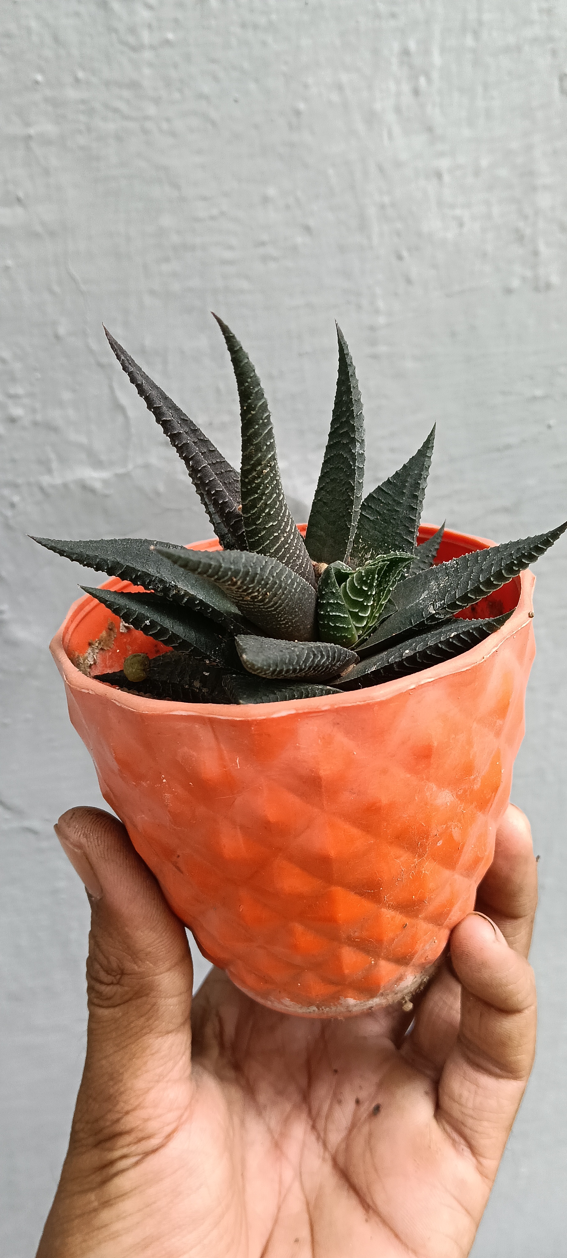 Haworthia, zebra cactus, pearl, star window, and cushion aloe,