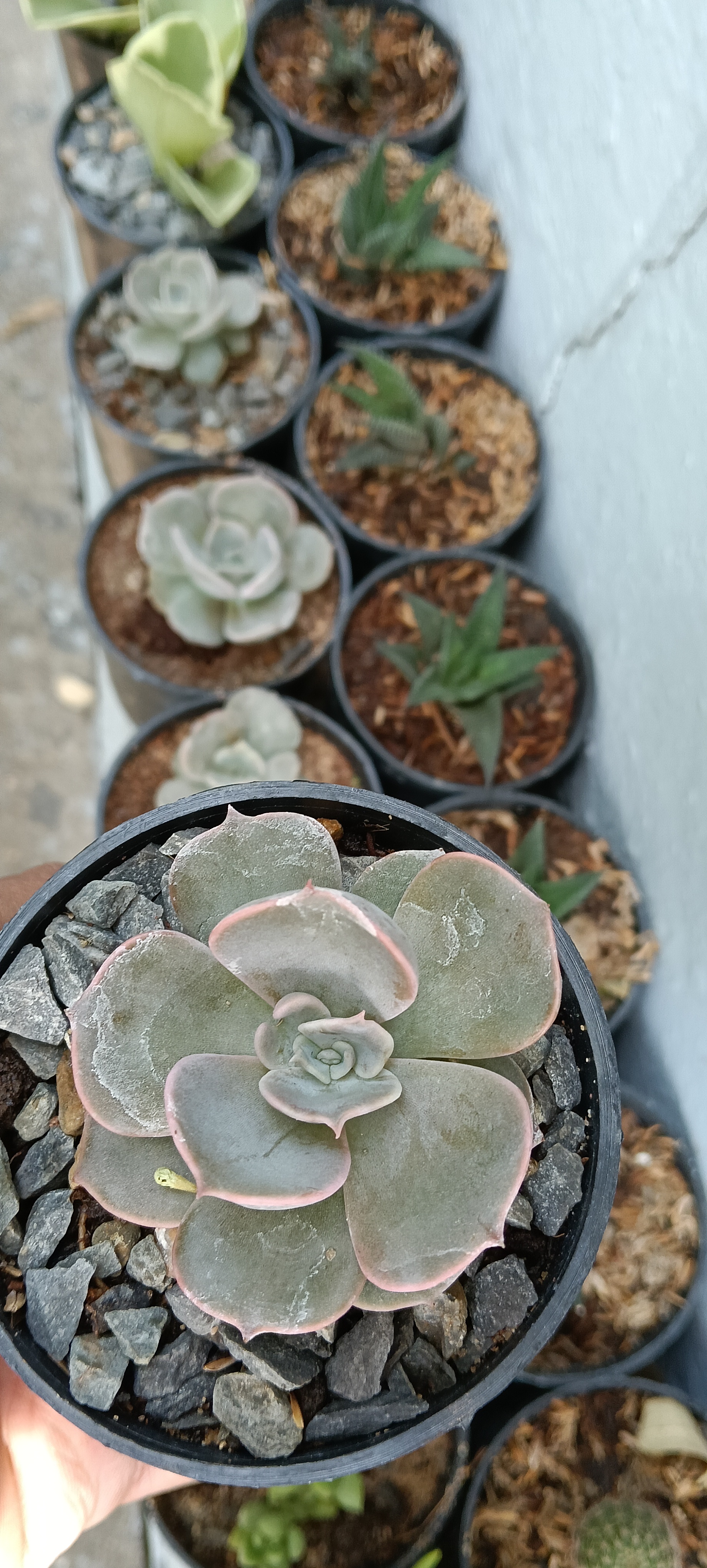 Succulent Plant Variety