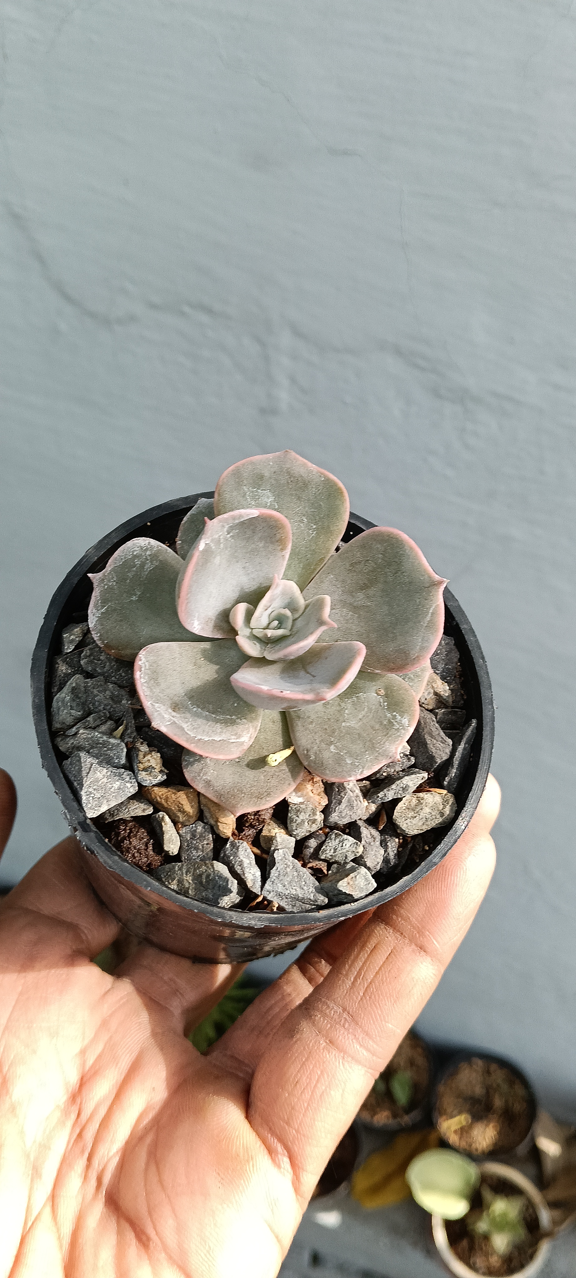 Succulent Plant Variety