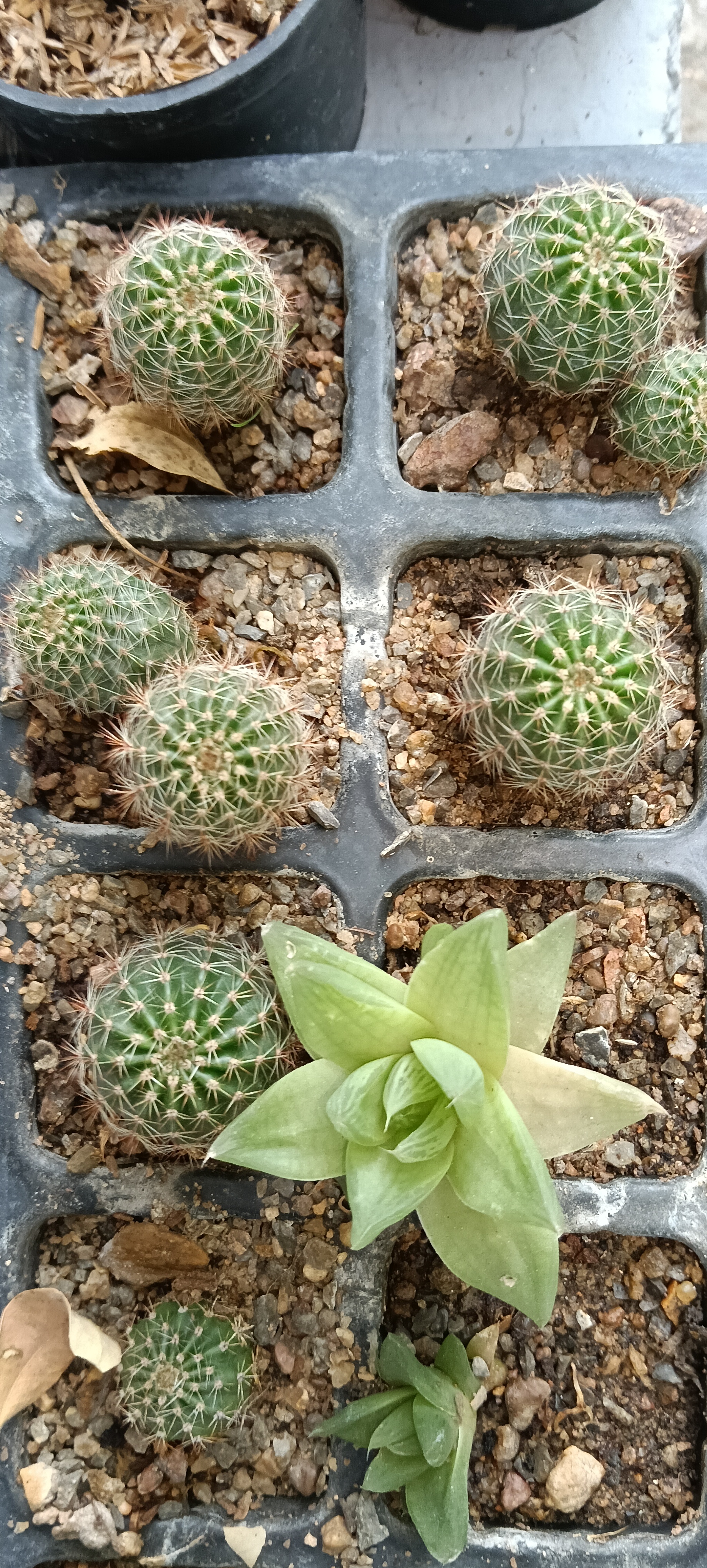 Echinopsis tubiflora is a cactus species
