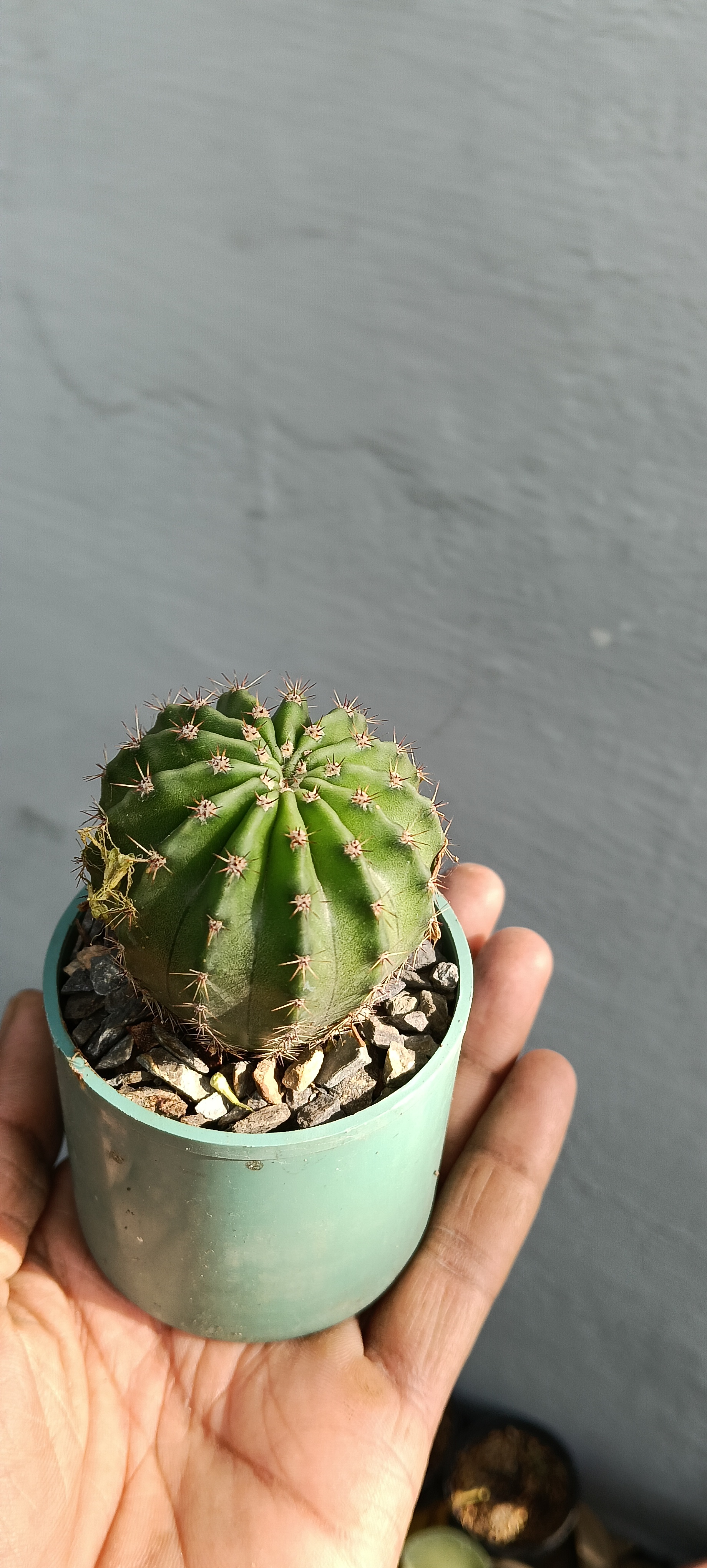 Echinopsis tubiflora is a cactus species